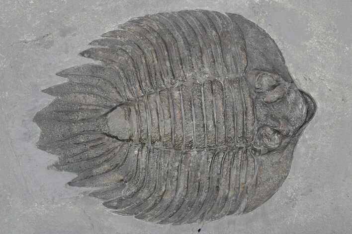 Elegant Lichid Trilobite (Arctinurus) - Middleport, New York #232139